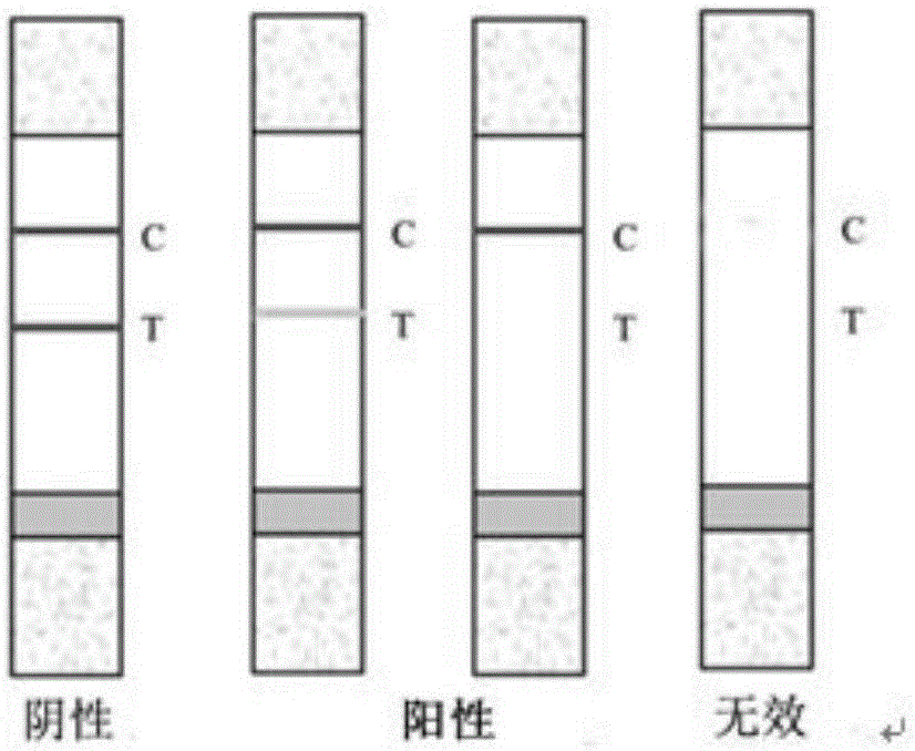 一种检测蛋白同化激素的量子点标记免疫层析试纸条及其制备方法与流程