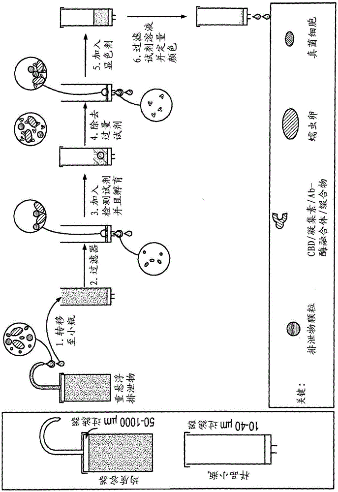 糞便中寄生蟲卵的定量方法與流程