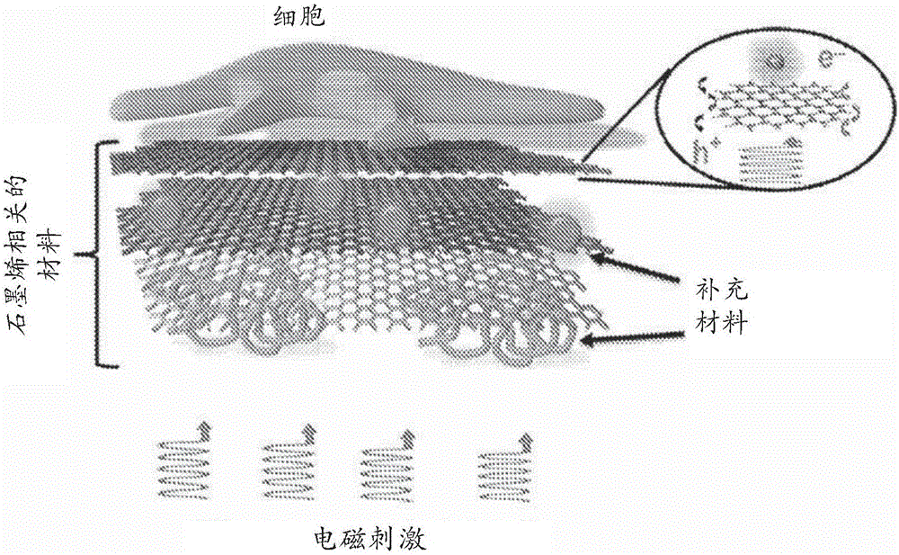 用于操纵细胞膜电位的石墨烯和石墨烯相关的材料的制作方法与工艺