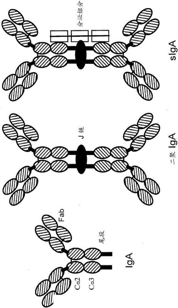 修飾的J鏈的制作方法與工藝