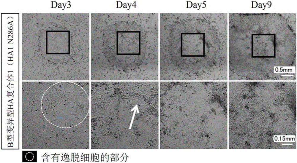 变异型血凝素复合体蛋白、以及使用其的具有多能性的干细胞的培养方法与流程