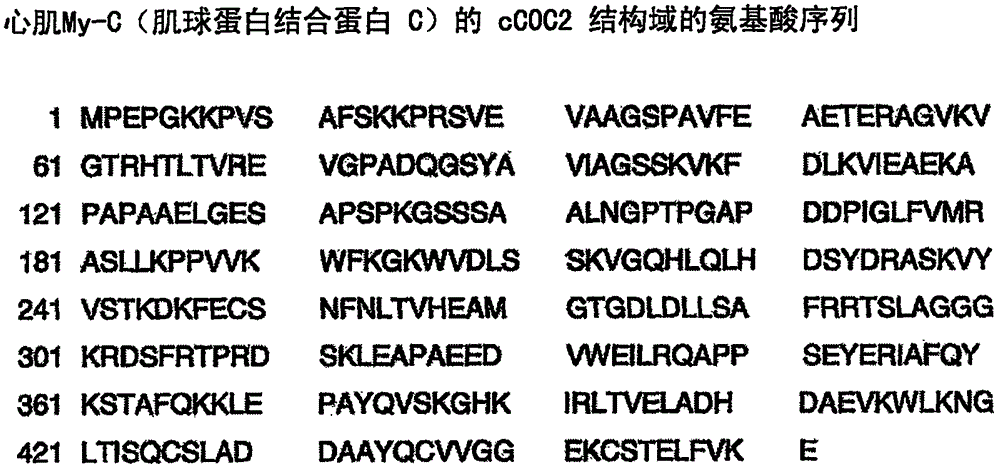 雜交瘤細(xì)胞系(My?C?cC0C2?235?3H8)及其生產(chǎn)抗人心臟肌球蛋白結(jié)合蛋白C(C蛋白、MYBPC3、cMyBP?C或者M(jìn)y?C)單克隆抗體的應(yīng)用的制作方法與工藝