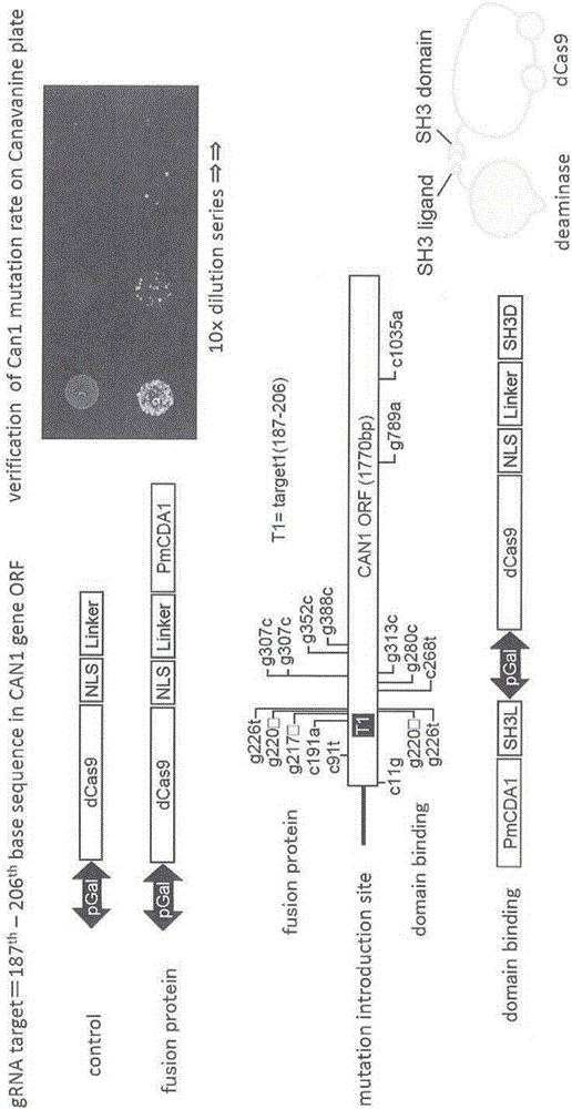 用于特異性轉變靶向DNA序列的核酸堿基的基因組序列的修飾方法及其使用的分子復合體與流程