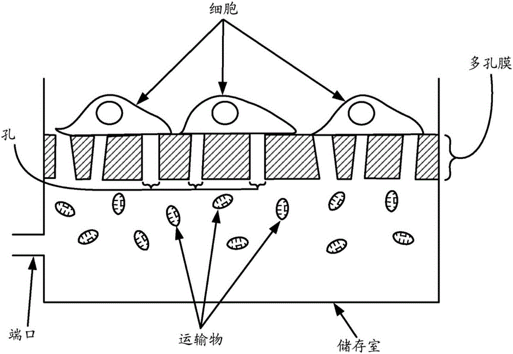 大运输物向多孔基质上的细胞中的高效递送的制作方法与工艺