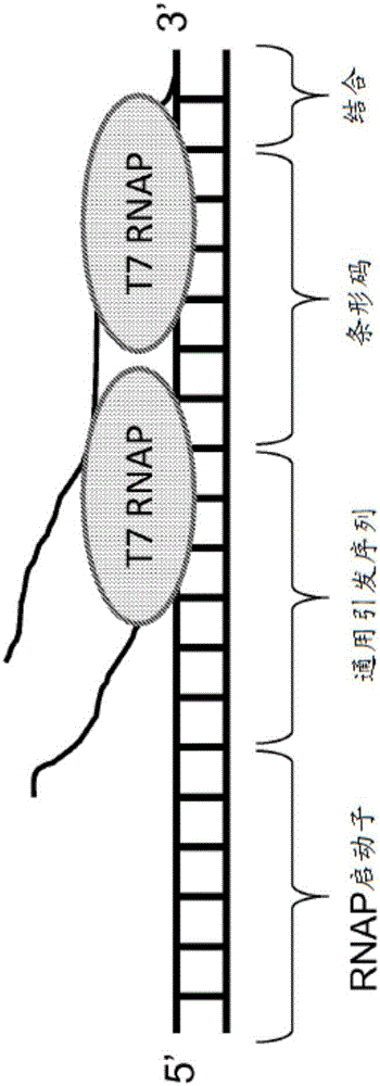 使用核酸條形碼分析與單細(xì)胞締合的核酸的制作方法與工藝