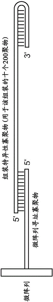 液滴中的高通量基因组装的制作方法与工艺