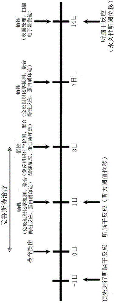 包含半胱氨酸白三烯受体拮抗剂及银杏叶提取物的感音神经性听力损失的治疗或预防用药物组合物的制作方法与工艺