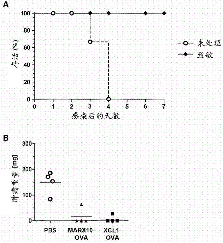 用于誘導(dǎo)或延長細胞之細胞毒性免疫應(yīng)答的方法的藥物與流程