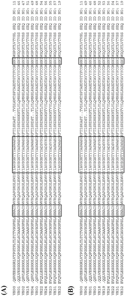 人源化的抗‑Tau(pS422)抗体脑穿梭物及其应用的制作方法与工艺