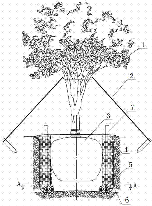 喬木樹球孤島法土壤原位改良修復的施工方法與制造工藝