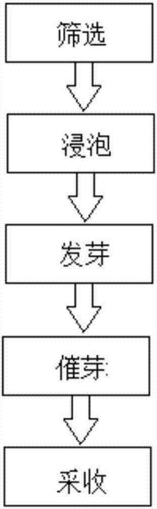 一種花生芽制備方法與制造工藝