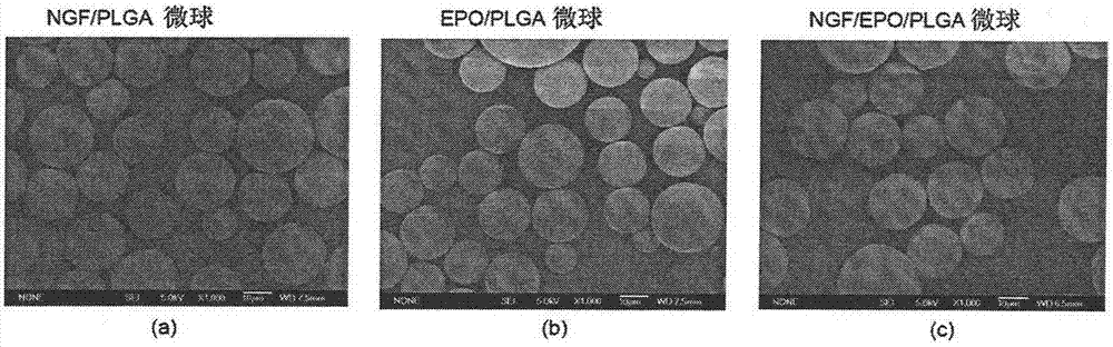 一種具有坐骨神經保護功能的PLGA復合微球的制造方法與工藝