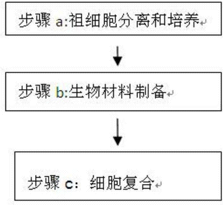 牙周膜和牙齦干細胞實現(xiàn)肌腱組織再生的方法與制造工藝