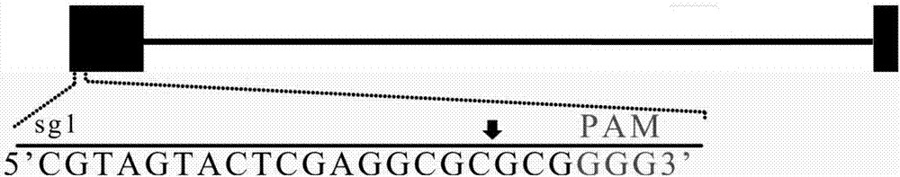 一种特异靶向猪IRS1基因的sgRNA导向序列及其应用的制造方法与工艺