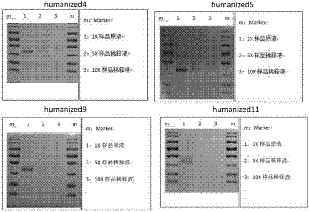 抗人CD19抗原的嵌合抗原受體及其應(yīng)用的制造方法與工藝