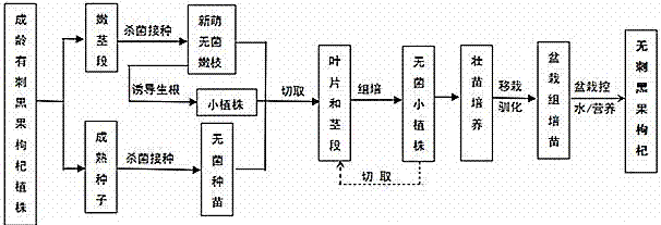 一種培育無刺黑果枸杞的方法與流程