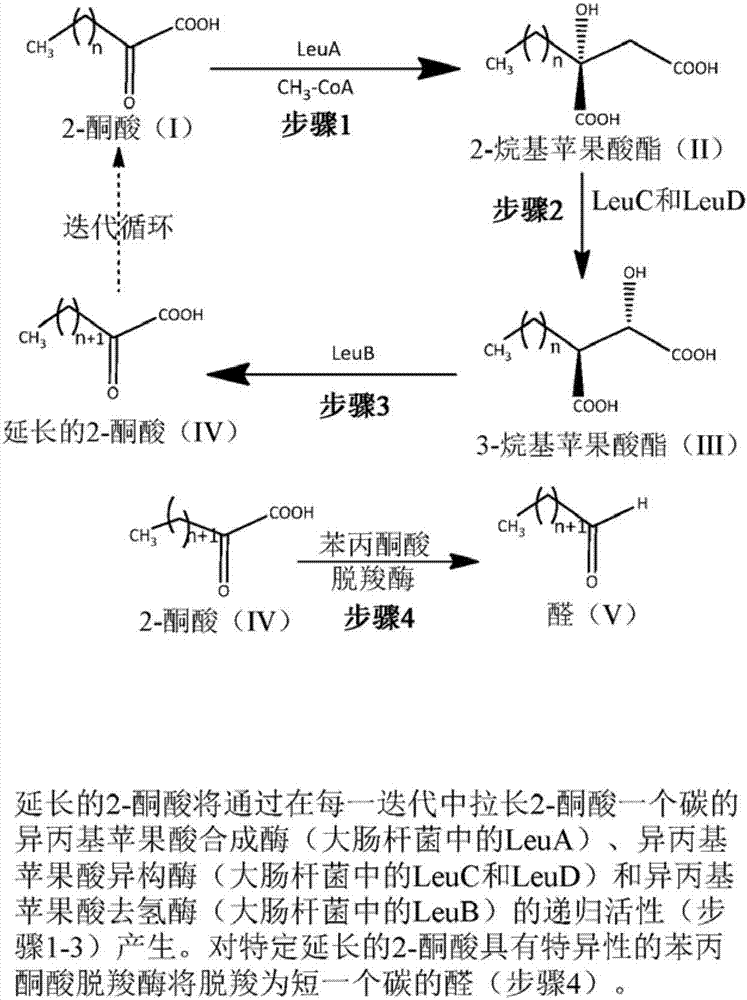 基因修饰苯丙酮酸脱羧酶、其制备方法和用途与流程