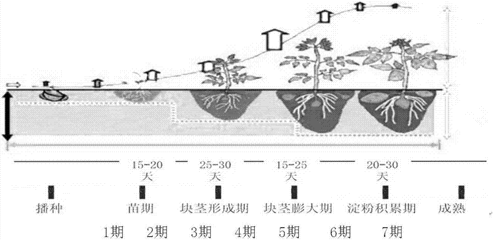 一種低本高效的冬馬鈴薯水肥一體化種植方法與流程