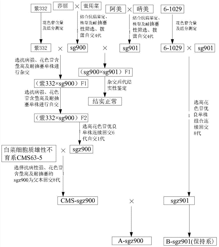 一種小菘菜細胞質雄性不育系及保持系的選育及繁殖方法與流程