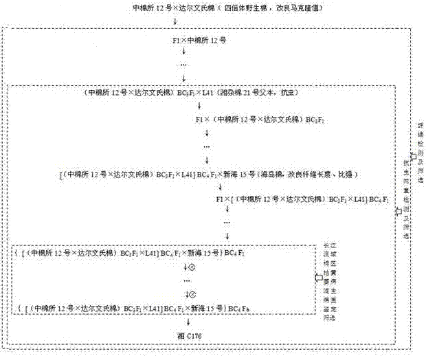 一種抗蟲陸地長絨棉選育方法與流程