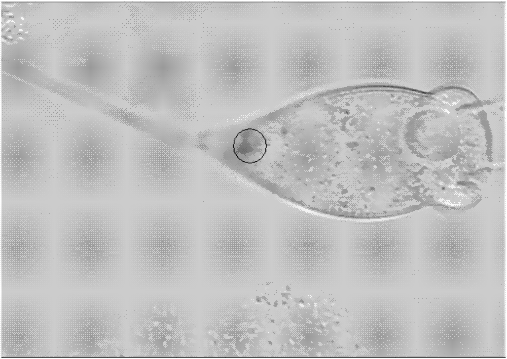 一種生物鐵修復六價鉻污染土壤的方法與流程