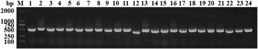 抗PD-L1纳米抗体及其编码序列和用途的制造方法与工艺