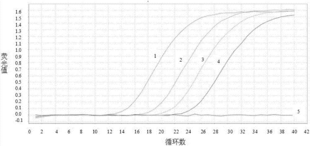 Sweepoviruses病毒實(shí)時(shí)熒光定量PCR檢測(cè)的通用引物、探針及其檢測(cè)方法與流程