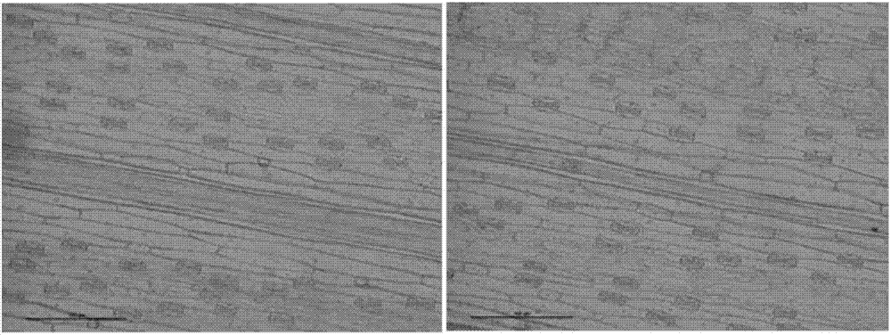 多年生黑麥草表皮細(xì)胞切片的制備方法與流程