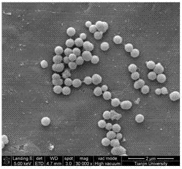 一种基于硅纳米微球与核酸适配体的双荧光探针及其制备方法和应用与流程