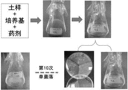 一株能夠降解土壤殘留二氯喹啉酸的菌株的制造方法與工藝