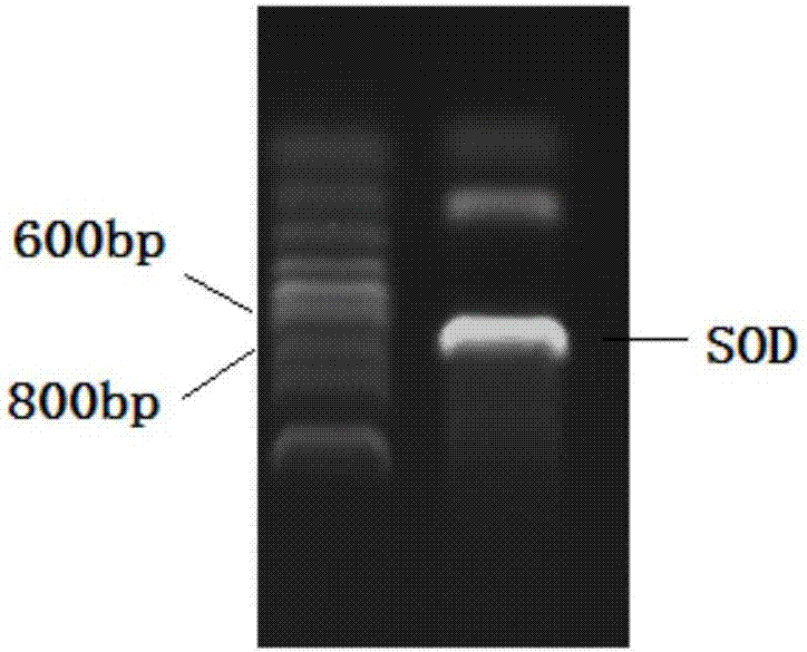 超氧化物歧化酶基因及其編碼蛋白的制造方法與工藝