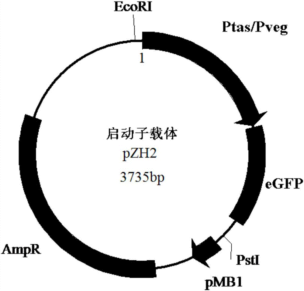 重金属离子吸附系统及其宿主菌、重金属离子回收方法与流程