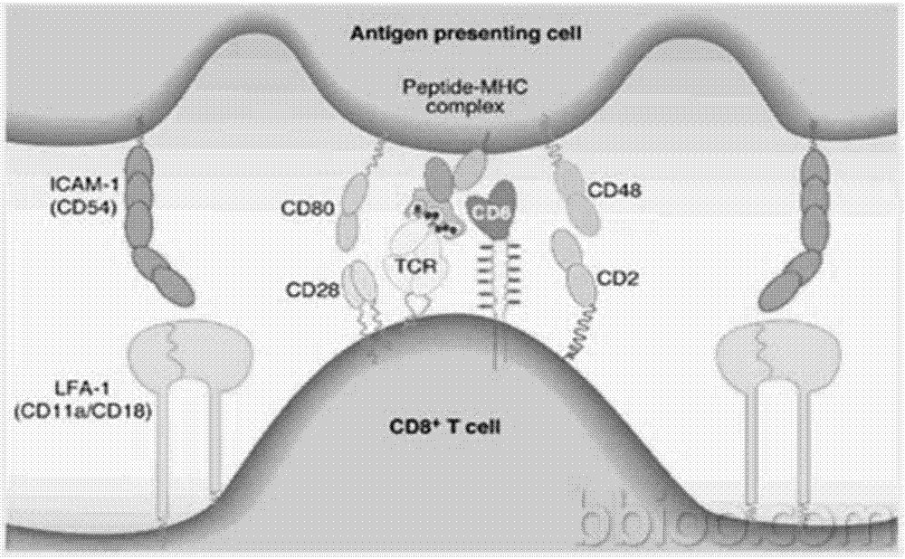 具有高抗原呈递的DC细胞和抗原特异性T细胞及其制备方法和应用与流程