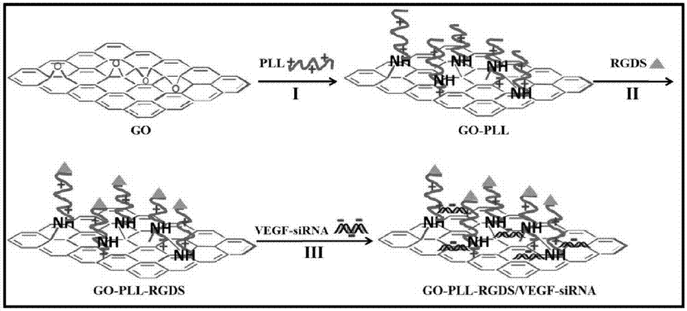 GO‑PLL‑RGDS/VEGF‑siRNA靶向基因药物的制备、活性和应用的制造方法与工艺