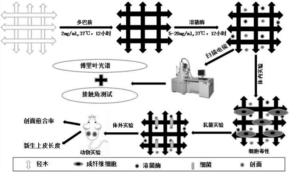 一种轻木‑溶菌酶抗感染敷料及其制备方法与应用与流程