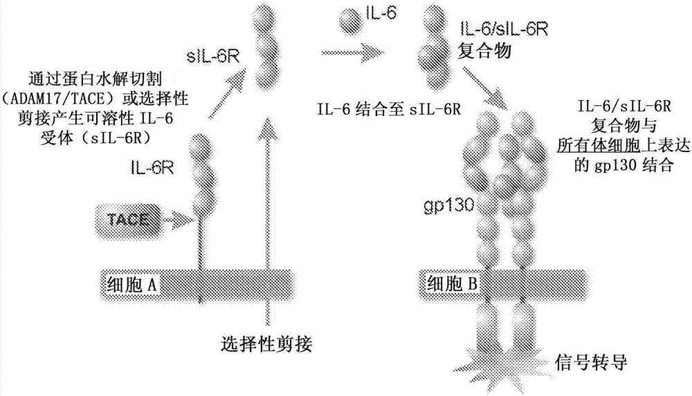 选择性IL‑6‑跨信号转导抑制剂的给予的制造方法与工艺