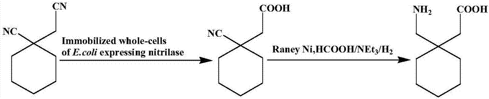 利用1‑氰基环己基乙酸直接合成加巴喷丁的方法与流程