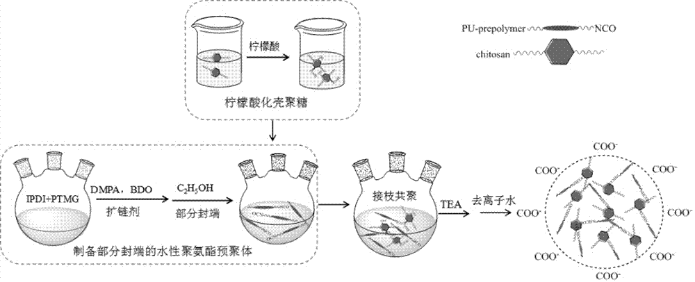 柠檬酸化壳聚糖改性水性聚氨酯及其制备方法与流程