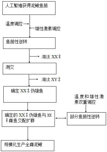 一種泥鰍偽雄魚的生產(chǎn)方法與流程