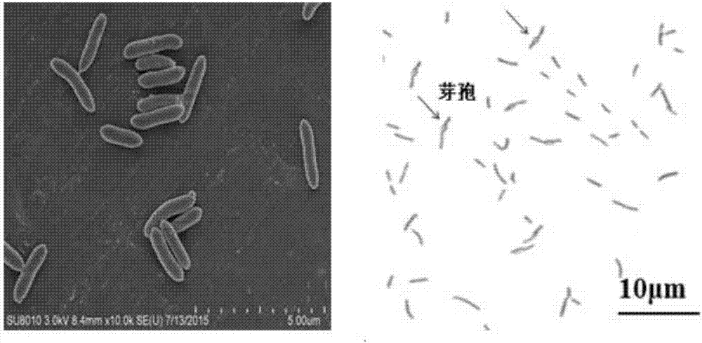 白蚁溶纤维类芽孢杆菌NP1、木聚糖酶PtXyn1及其编码基因和应用的制造方法与工艺