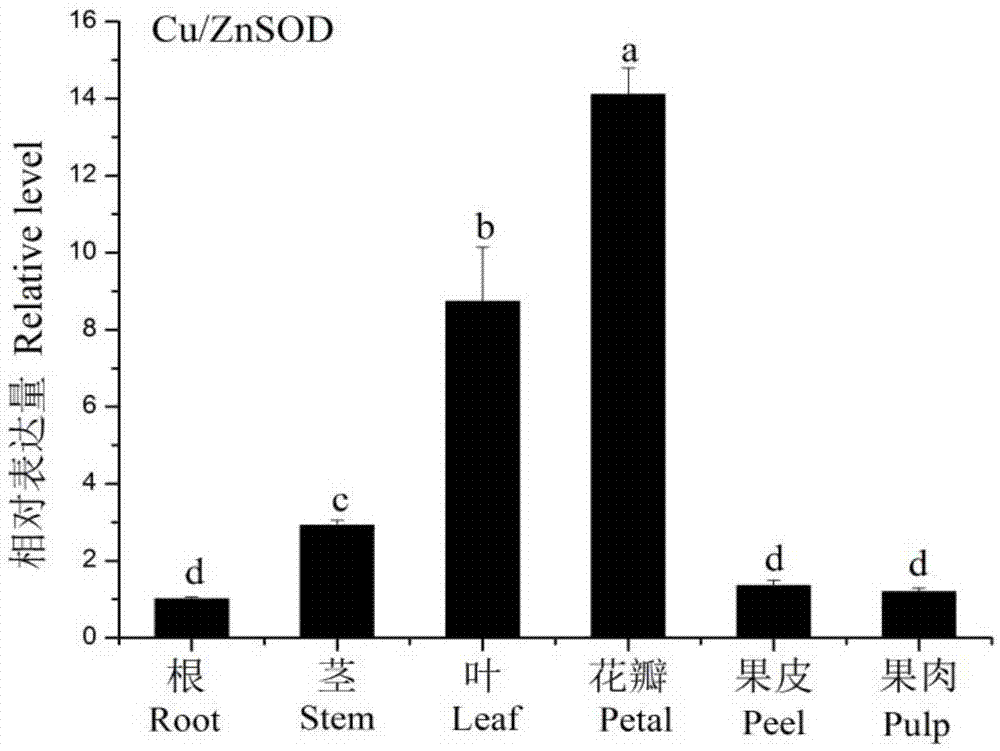 分离的茄子Cu/ZnSOD蛋白及其制备与应用的制造方法与工艺