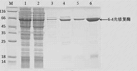 一种南极冰藻6‑4光修复酶、其编码基因和表达载体以及该酶的应用的制造方法与工艺