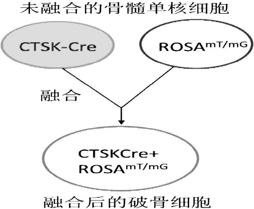 一種用于研究破骨細胞融合的熒光蛋白標記方法與流程