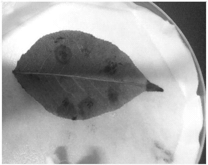 库尔勒香梨腐烂病菌毒素的制备方法与流程
