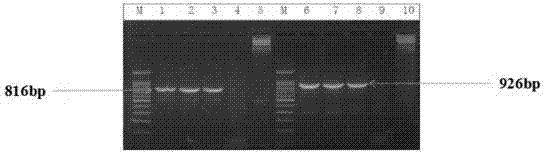 转基因大豆W82‑HAL1‑8062转化事件外源插入载体旁侧序列及其应用的制造方法与工艺