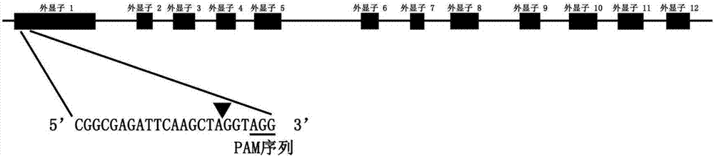 特異靶向擬南芥ILK2基因的sgRNA序列及其應(yīng)用的制造方法與工藝