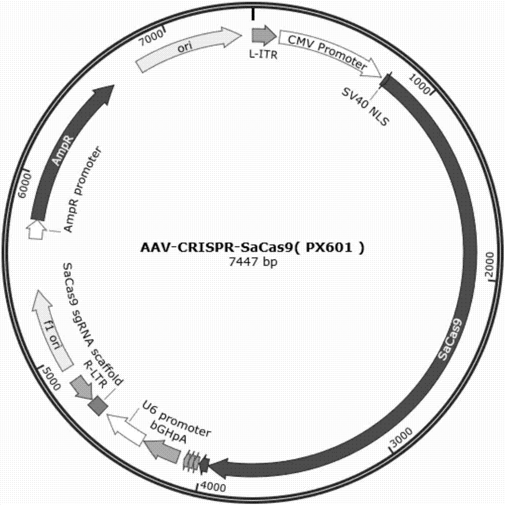 CRISPR/SaCas9特異性敲除人CXCR4基因的方法與流程