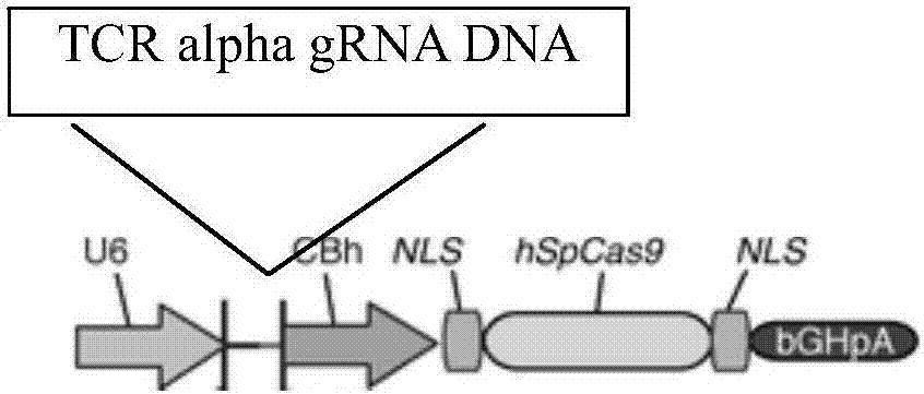 一种敲除野生型T细胞TCR alpha链的gRNA及方法与流程