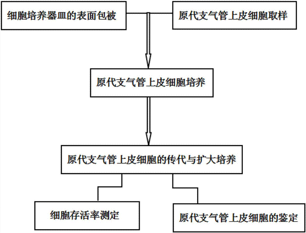 支氣管原代上皮細胞的培養與鑒定方法與流程