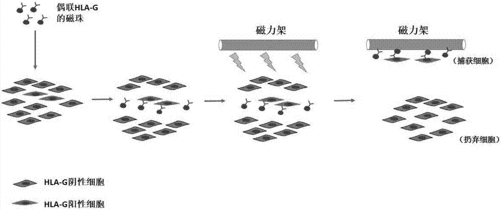 一種基于母體的胎兒外膜滋養(yǎng)層細(xì)胞的胎兒遺傳檢測方法與流程